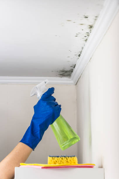 Mold Removal and Inspection in Kosciusko, MS